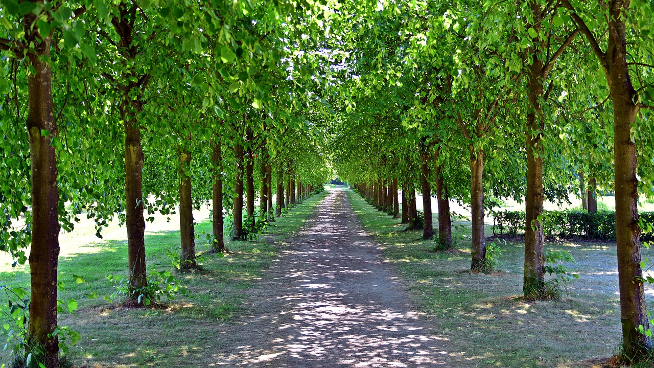 Sandal Wood Plants Image